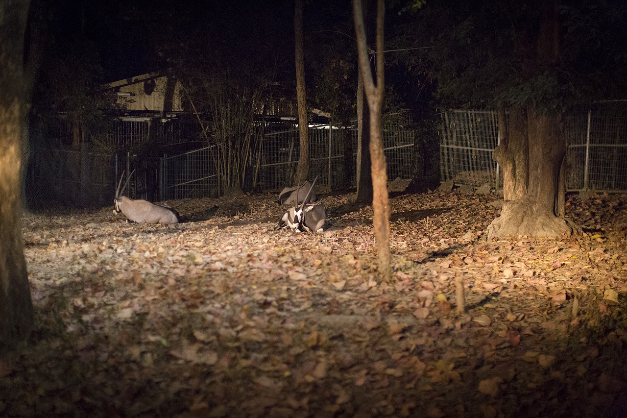 泰国旅拍_Day3_2_夜间动物园（图ZOTM3ODU5Mjg=） - 人文/纪实摄影 - 站酷设计师楦梓原创素材 - 站酷ZCOOL