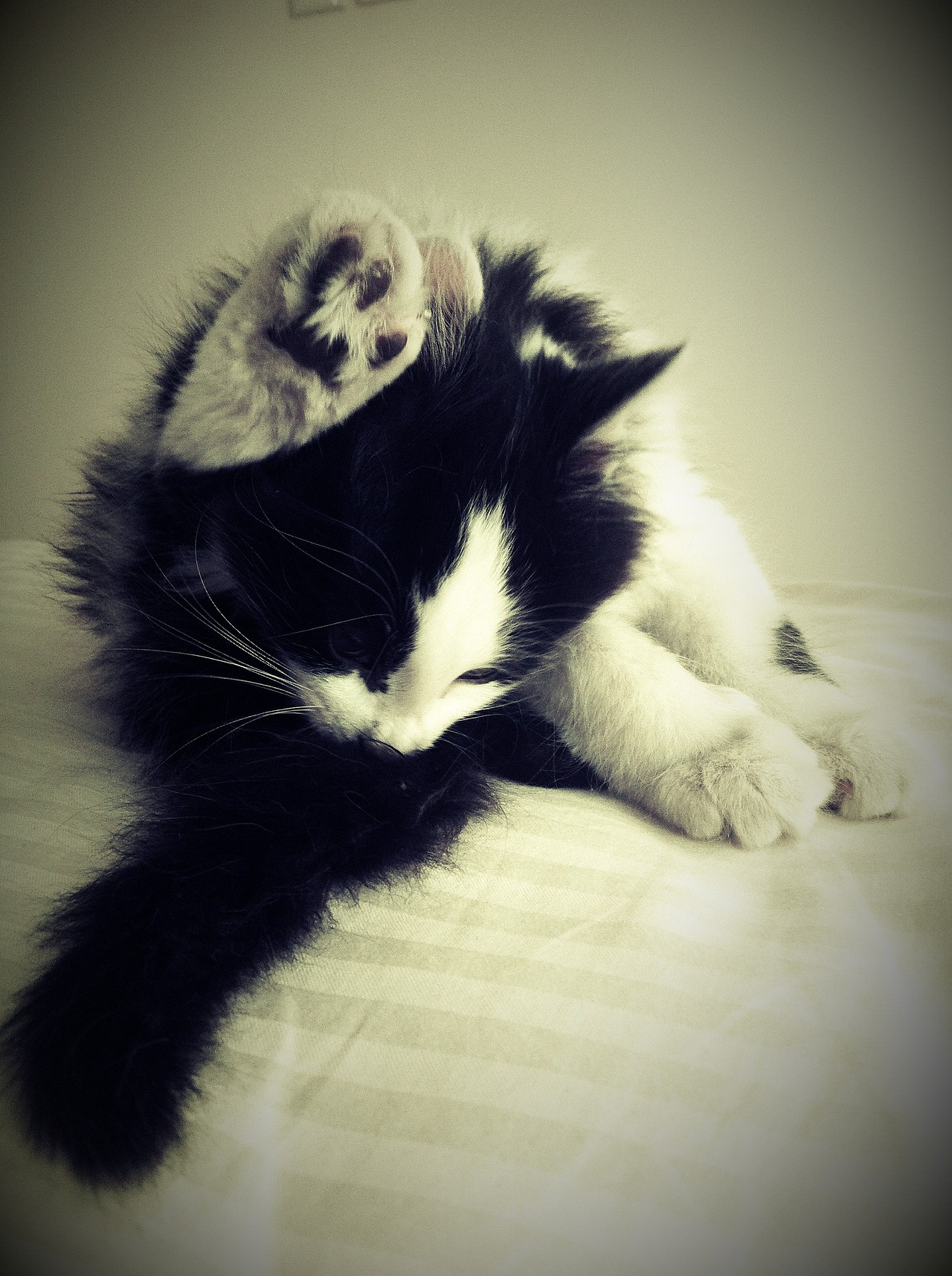 爱睡觉的猫咪妙妙