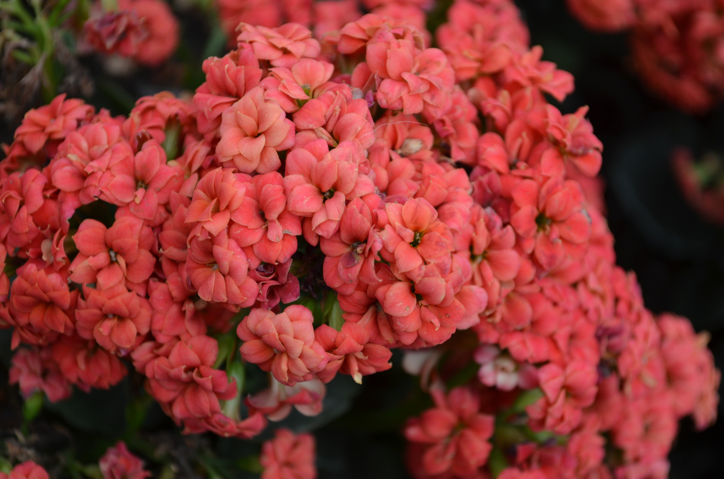 treeing宸森 —— 花里胡哨之花儿的花样年华
