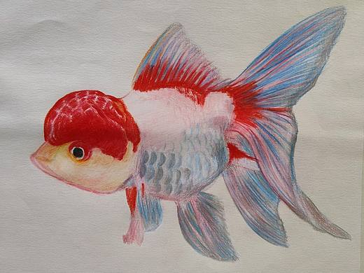 《鱼》彩铅画,张美璇作品