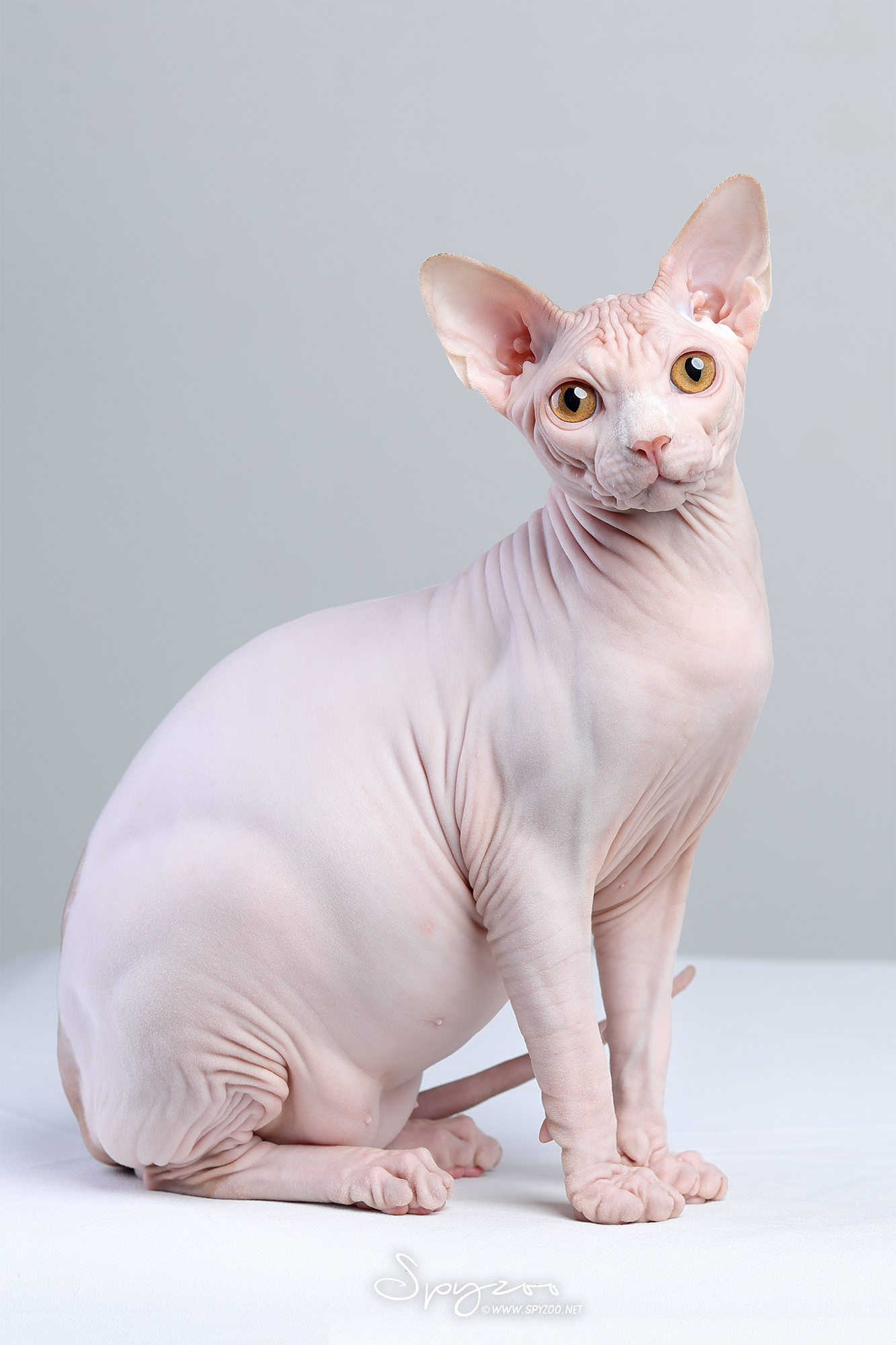 spyzoo猫赛猫照片之「斯芬克斯无毛猫」