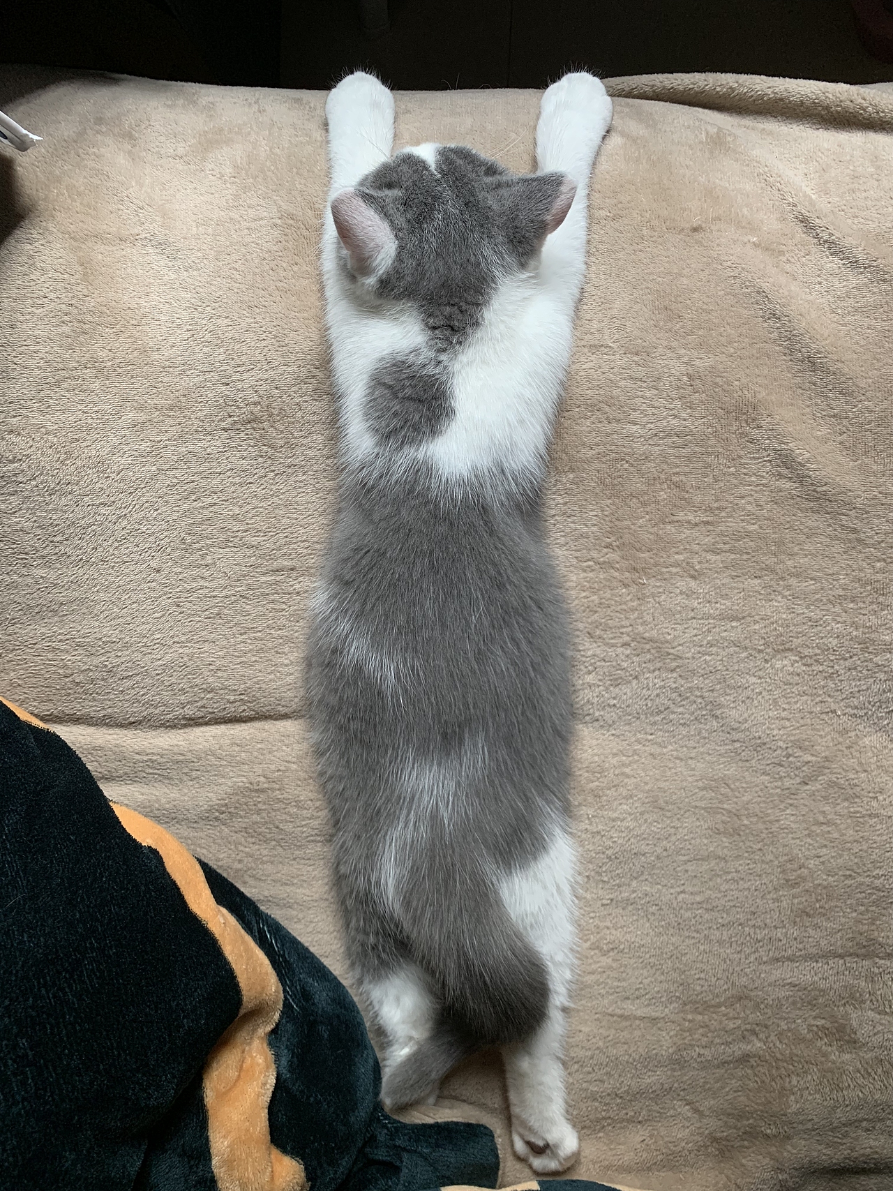 我家那--奇奇怪怪兩只喵（圖ZMjYzNDkzNjIw） - 商業(yè)插畫(huà) - 站酷設(shè)計(jì)師719502694原創(chuàng)素材 - 站酷ZCOOL