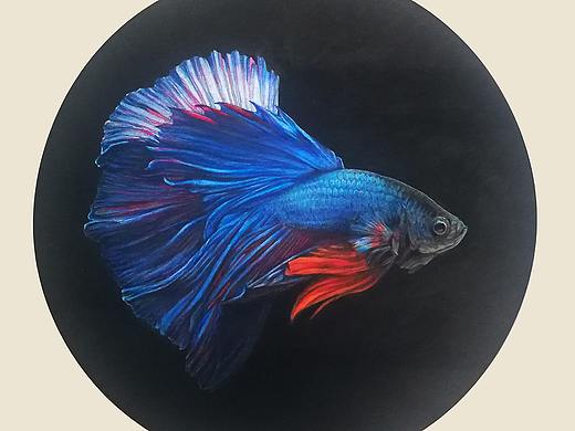 彩铅手绘——斗鱼