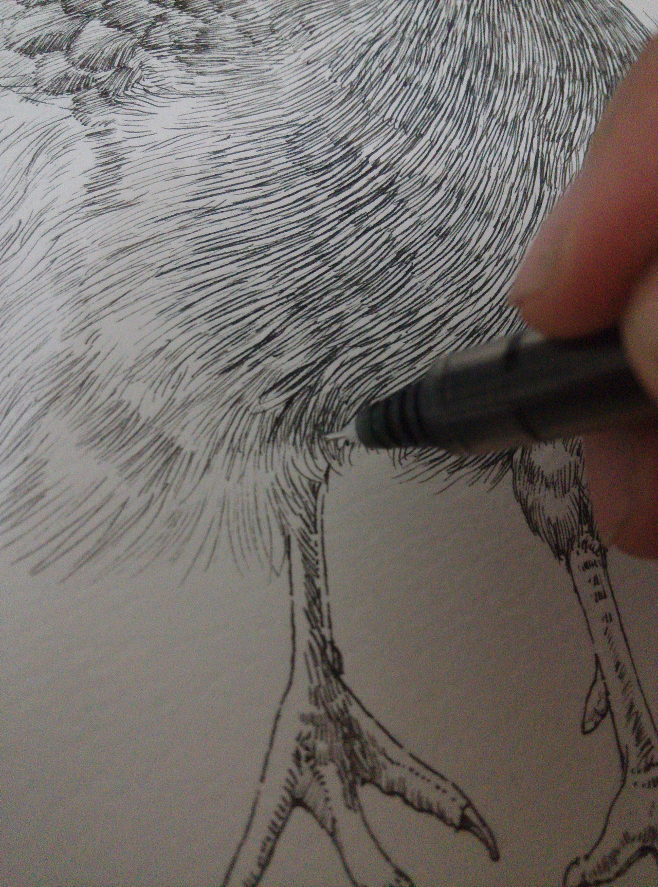 濒危动物系列素描