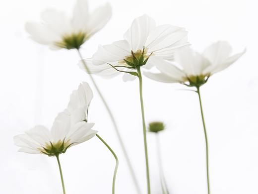 奥森秋天的「 波斯菊 」