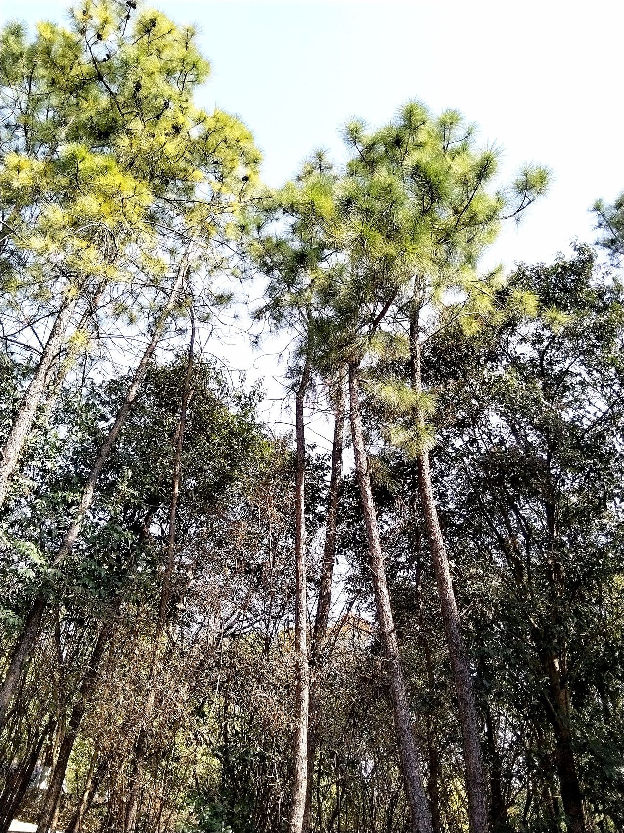 3月实拍！宝山.虎林园（图ZMzY0ODMzMzcy） - 风光摄影 - 站酷设计师东逛西摄原创素材 - 站酷ZCOOL