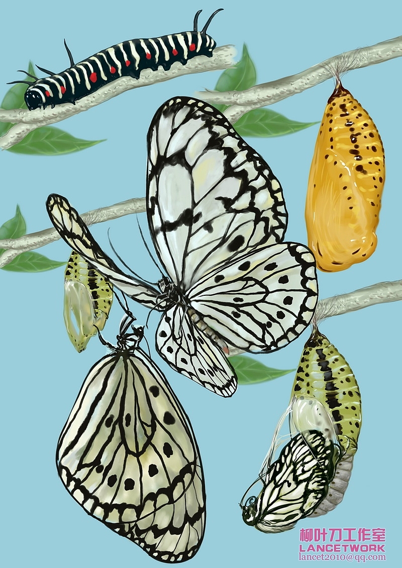 动植物插画小品