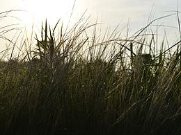 夕阳里的一抹温柔