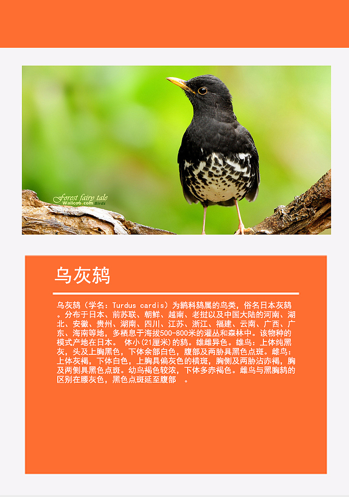 鸟类画册2（图ZMTMzMDg0NzUy） - 书籍/画册 - 站酷设计师浅墨幺幺原创素材 - 站酷ZCOOL