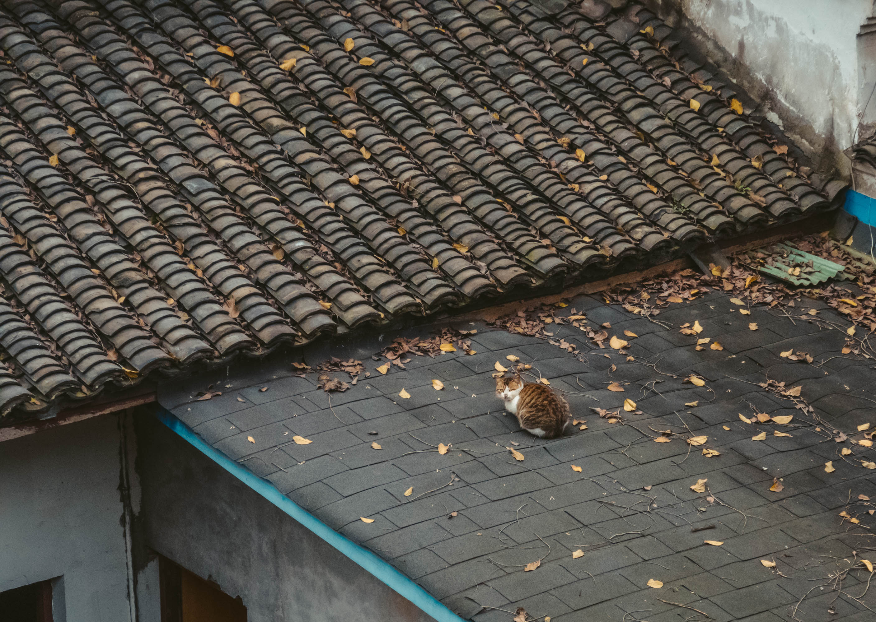 zwsu的个人主页（封面预览） - 主页封面设置 - 站酷设计师zwsu原创素材 - 站酷ZCOOL