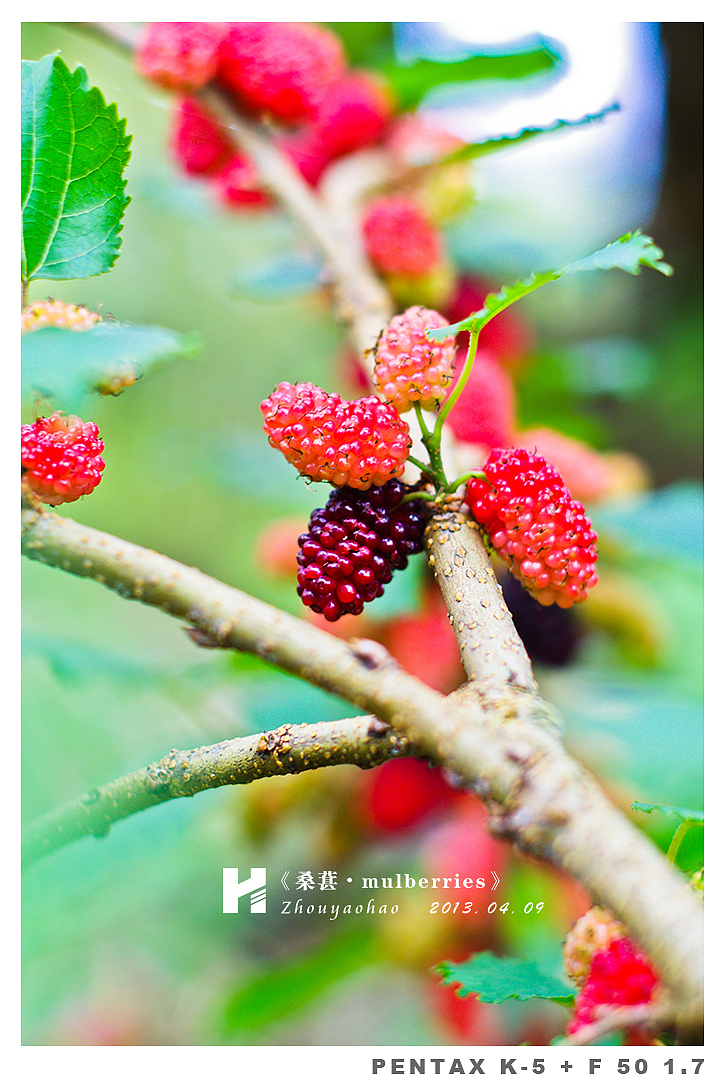 《桑葚.mulberries》（图ZODk2MDQxMg==） - 产品摄影 - 站酷设计师haodychou原创素材 - 站酷ZCOOL