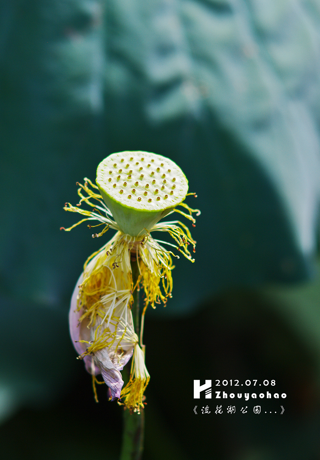 《夏荷.广州流花湖公园》（图ZNjI5Mzc4OA==） - 产品摄影 - 站酷设计师haodychou原创素材 - 站酷ZCOOL