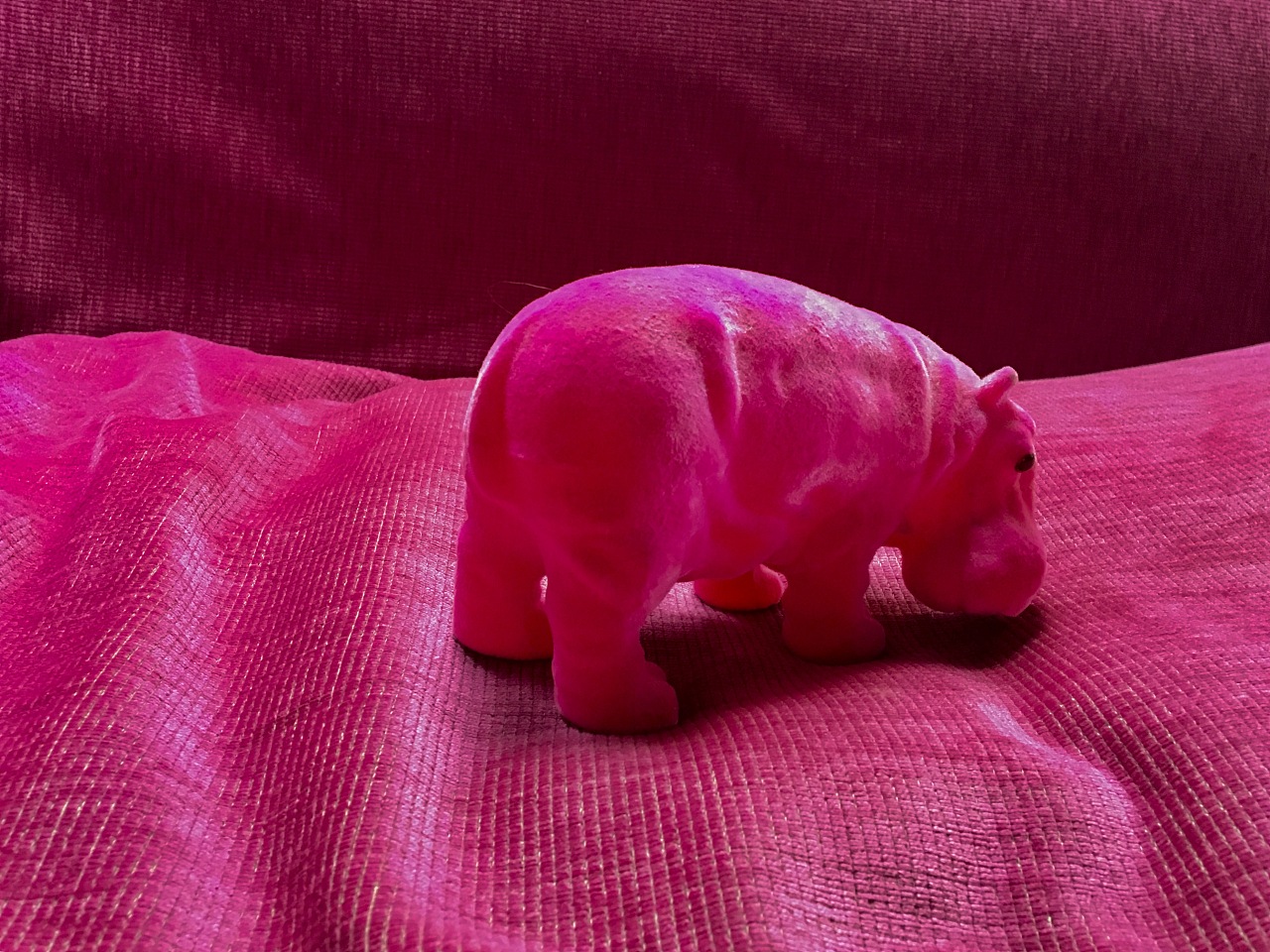 河马,在2017年10月28日这天被新主人领养了,装在跟我一样色系的粉红色