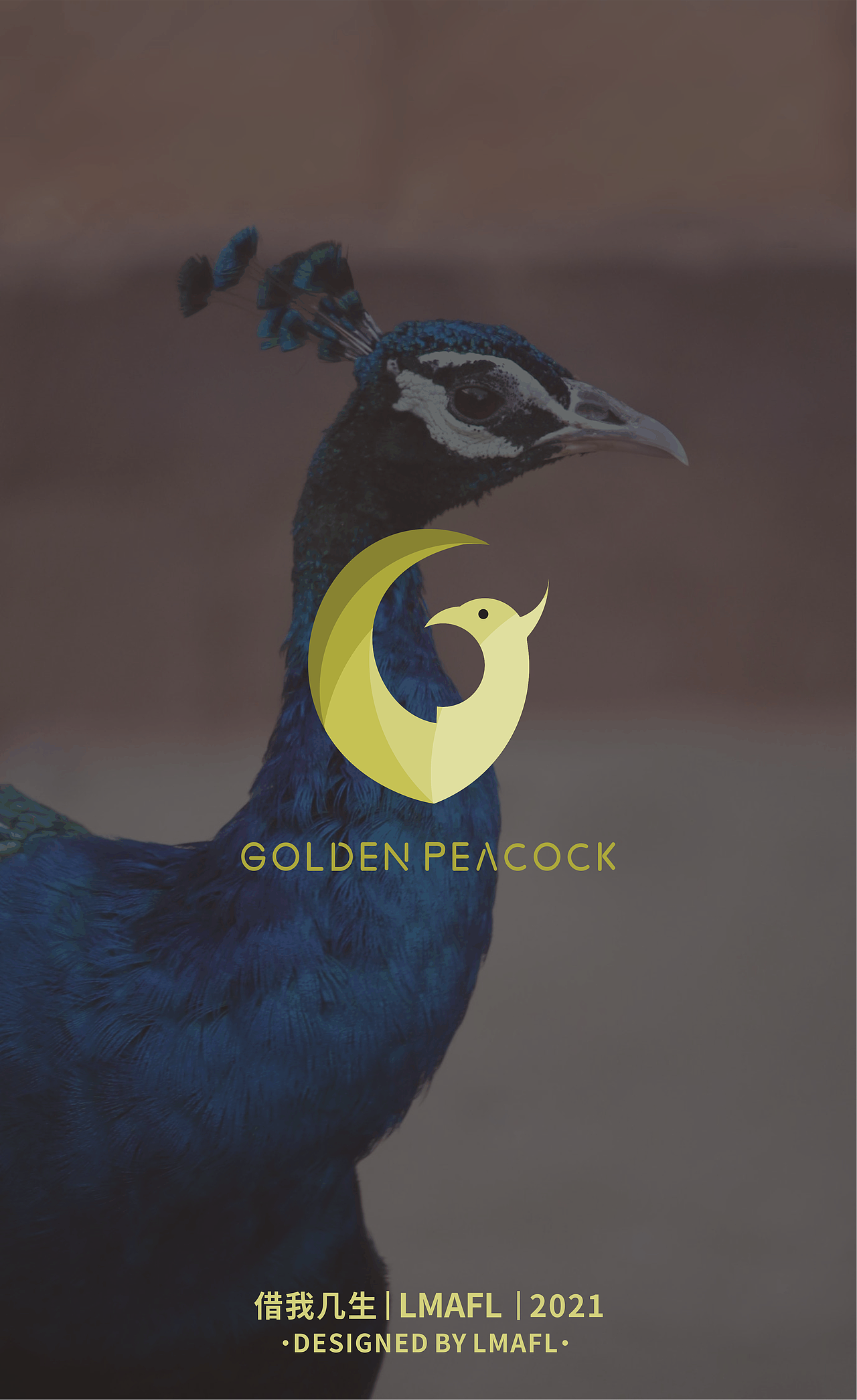 金孔雀Golden Peacock