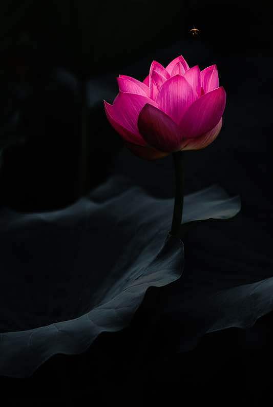 浮香绕曲岸，圆影覆华池.....（图ZOTA2NzA2MDQ=） - 风光摄影 - 站酷设计师石原Ashley原创素材 - 站酷ZCOOL