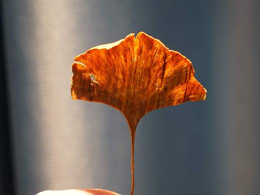 极限木雕-海南黄花梨银杏叶
