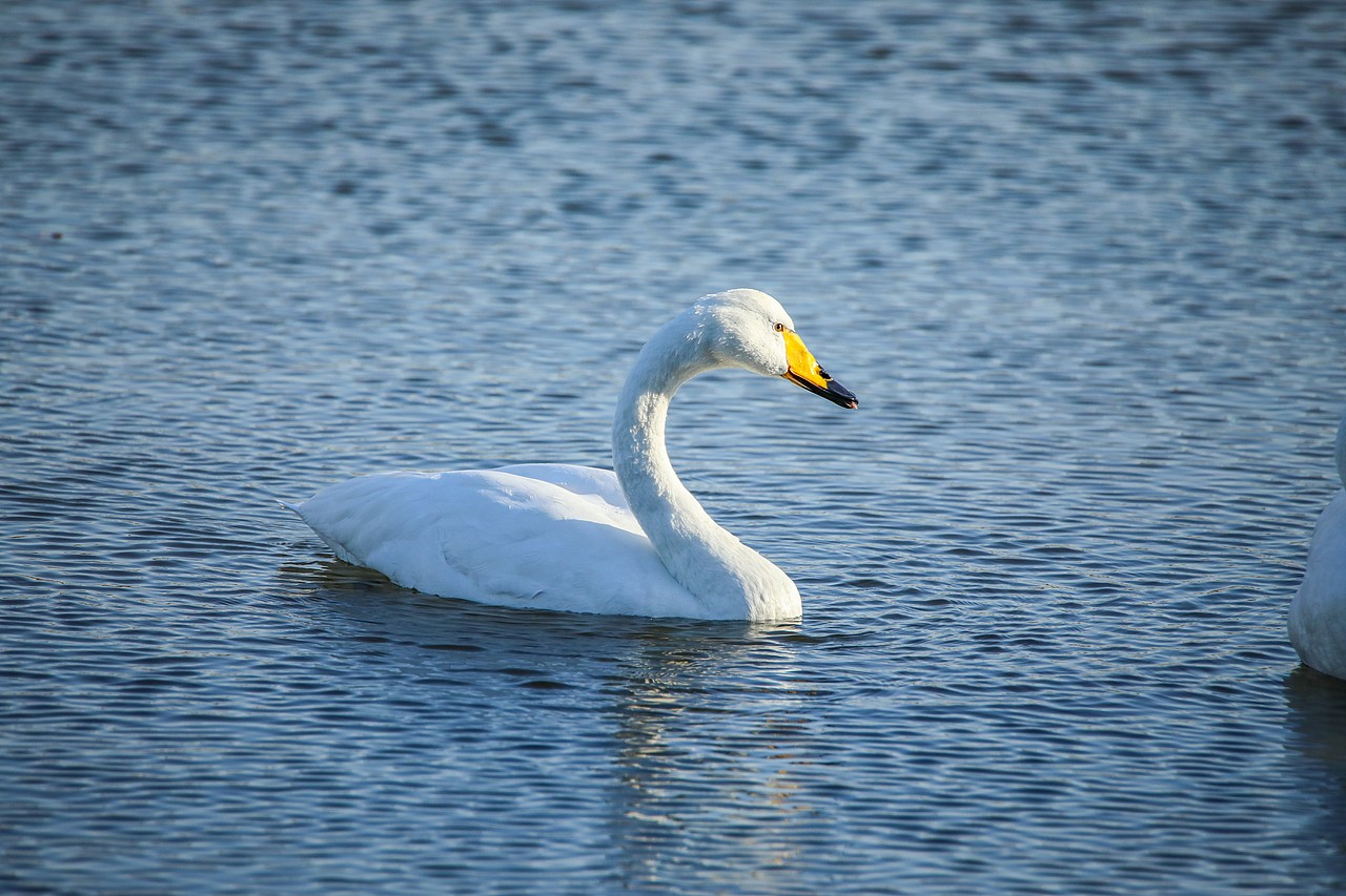 野生保护动物丨大天鹅（图ZMjM5Mjc2MjI4） - 宠物摄影 - 站酷设计师伟世李原创素材 - 站酷ZCOOL
