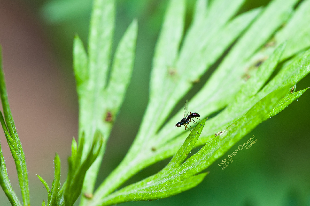 周末新拍的一点微距照片,各种虫