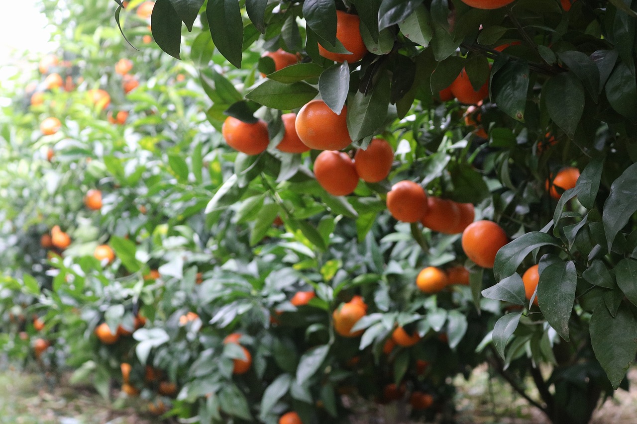 武鸣沃柑 老男人果品