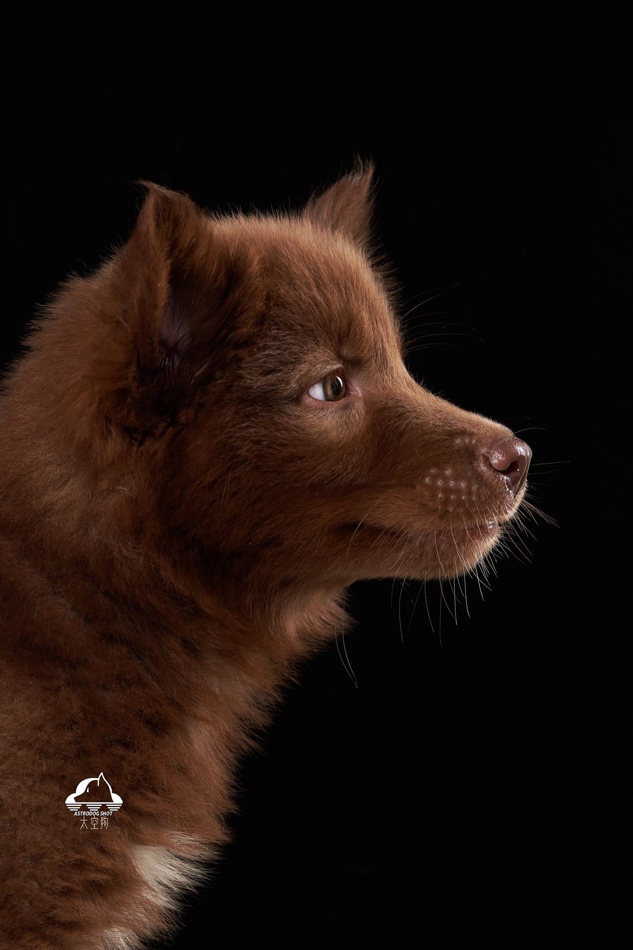 太空狗宠物摄影 小棕熊肖像