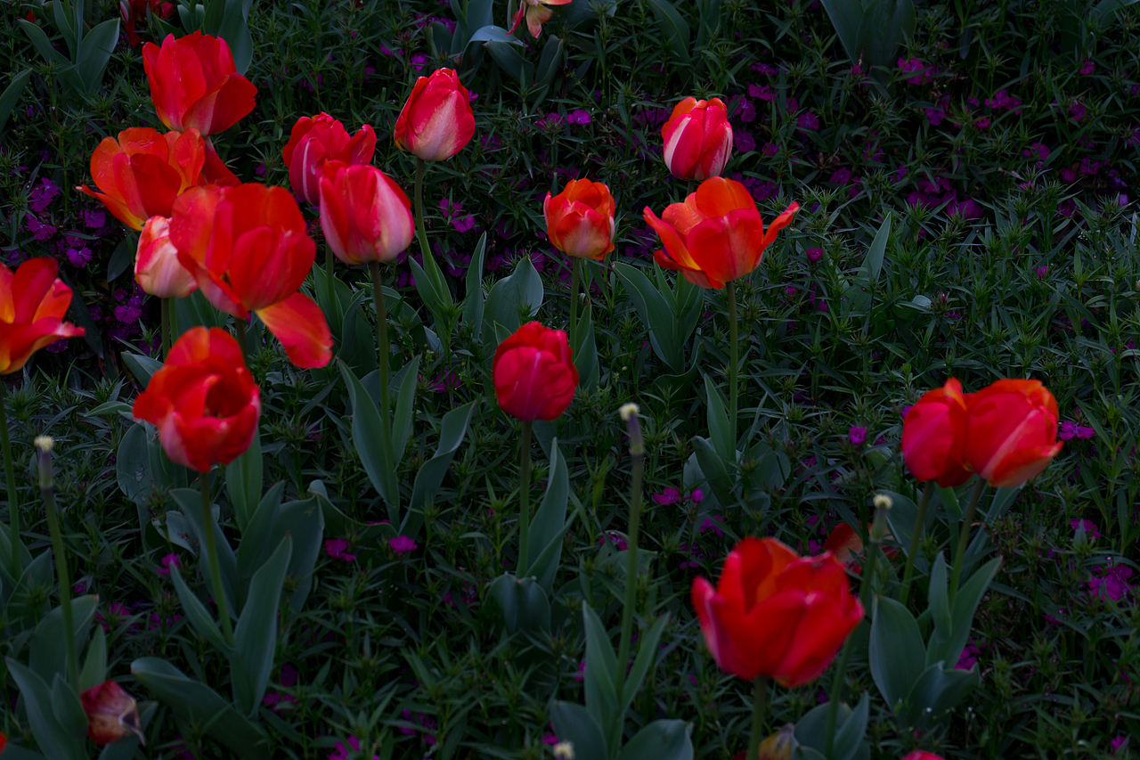 杭州南江公园郁金香（图ZMjQ4MDk5OTUy） - 风光摄影 - 站酷设计师达达达西瓜原创素材 - 站酷ZCOOL