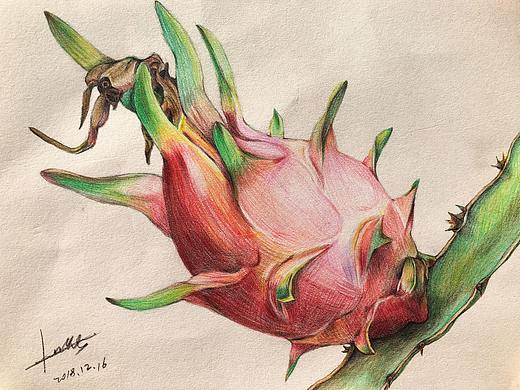 彩铅插画-火龙果