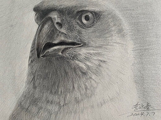 鹰（个人主页-ZNjkxMDE1MzY=） - 绘画 - 站酷设计师通辽李永春绘画原创素材 - 站酷ZCOOL