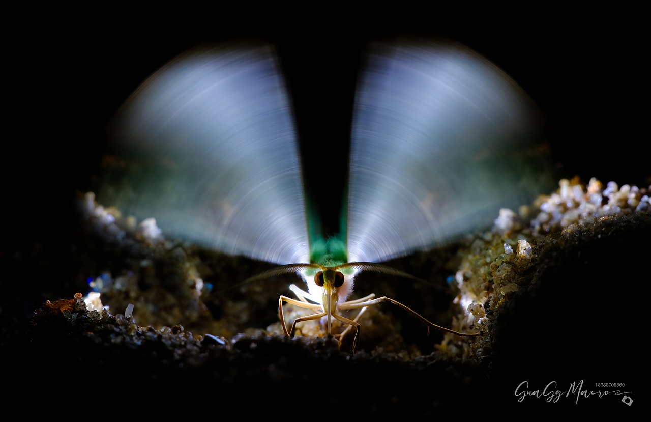 瓜哥生态微距-保护环境 人人有责（图ZMzQ2Nzg5NzYw） - 其他摄影 - 站酷设计师瓜哥微距摄影原创素材 - 站酷ZCOOL