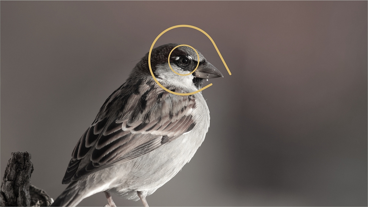 巴山雀舌茶叶包装与logo设计