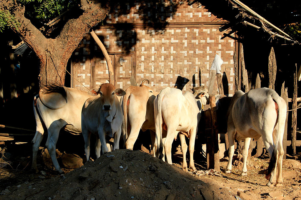 2014/12 缅甸/蒲甘
牛