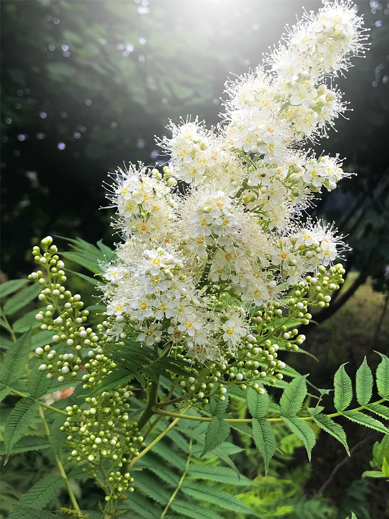 刘勇良手机纪实摄影:盛开的珍珠梅