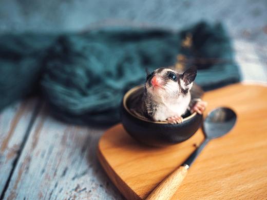 小奶球（个人主页-ZMzAwMTA3NTY=） - 宠物摄影 - 站酷设计师摄影师Snow原创素材 - 站酷ZCOOL