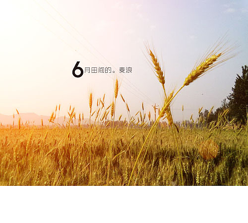 6月田间的麦浪（图ZMzE4MzAzNg==） - 风光摄影 - 站酷设计师廿八亩田原创素材 - 站酷ZCOOL