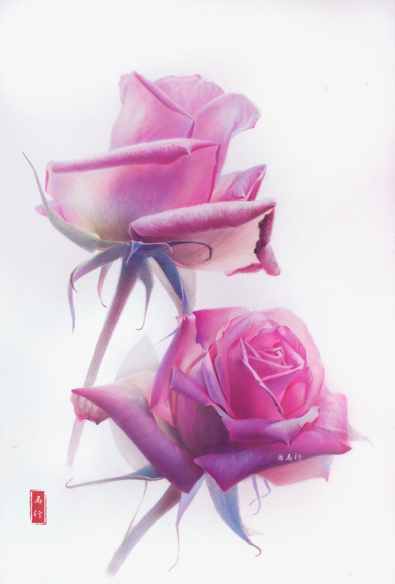 彩铅玫瑰花|纯艺术|彩铅|马行彩铅art - 原创作品 - 站酷 (ZCOOL)
