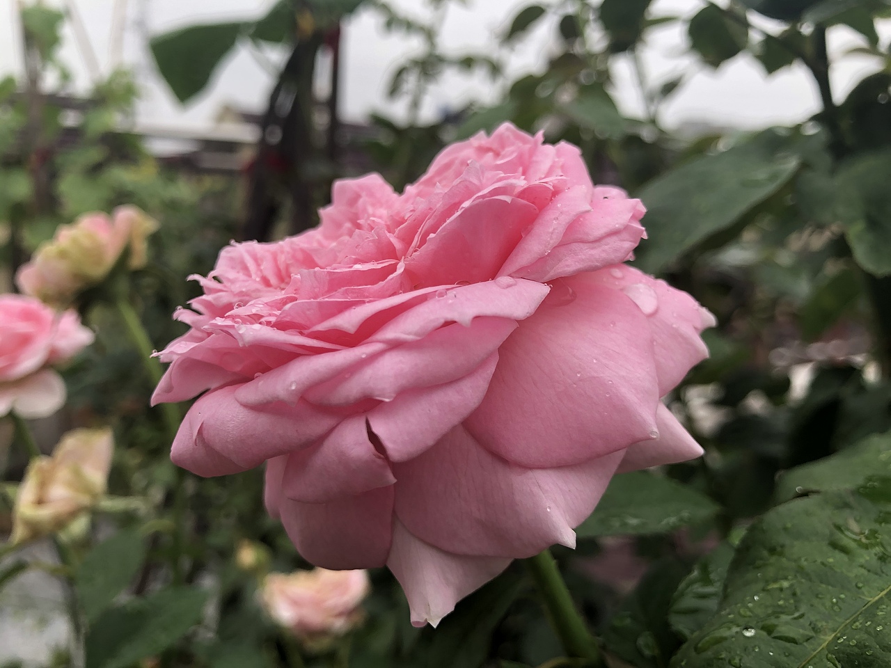 下雨天,花朵和露珠真的绝配