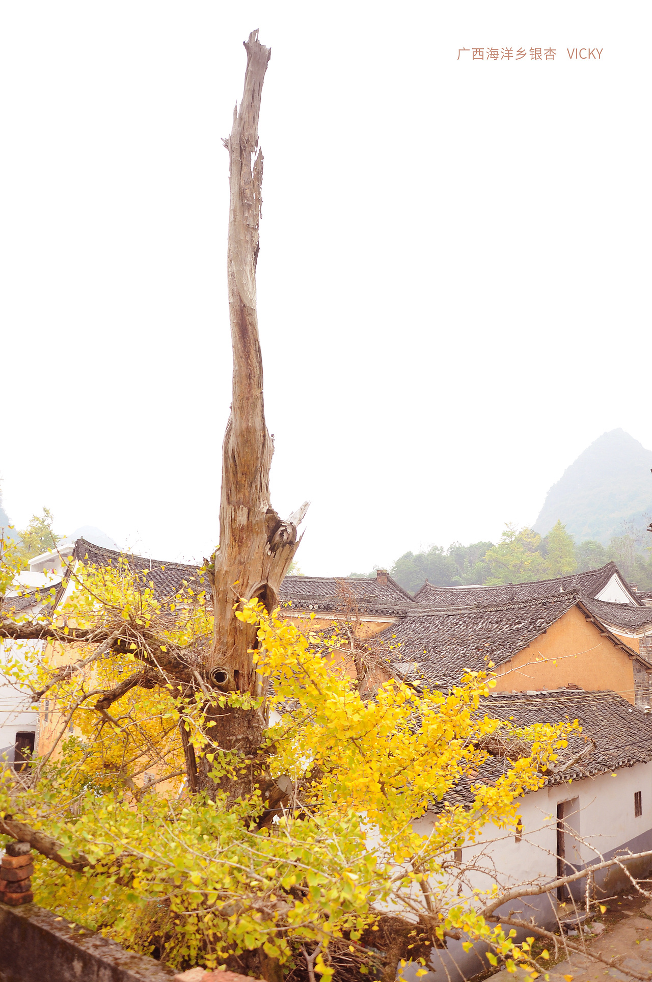 广西桂林海洋乡银杏村