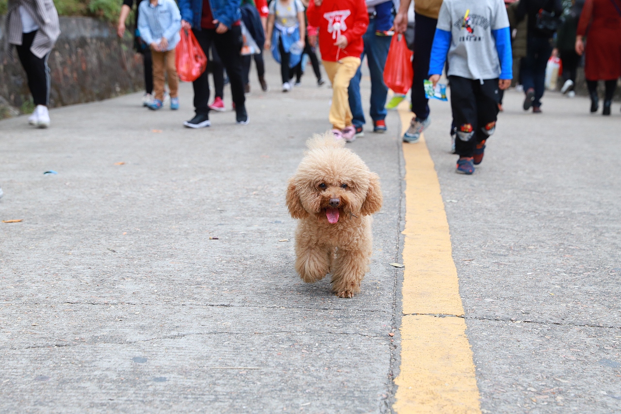 樱树抽芽时,想你
