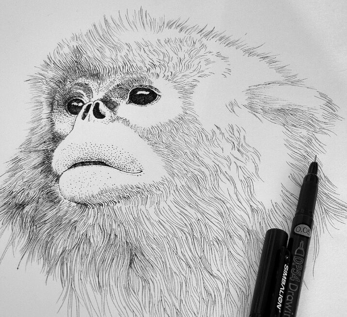 濒危动物系列素描