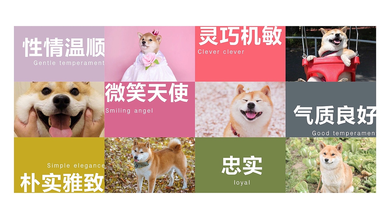 宠物画册（图ZMTg0NTUzMDM2） - 书籍/画册 - 站酷设计师guaixinyan原创素材 - 站酷ZCOOL