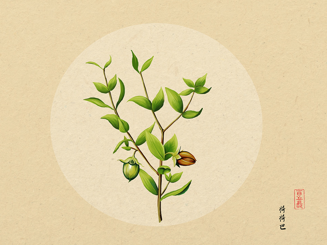 植物插画