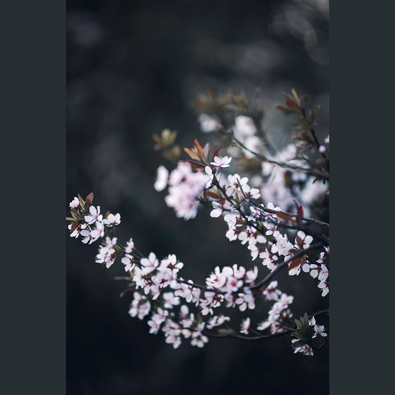 白花清若雪，紫叶艳如霞。（图ZMjkyOTg5MTg4） - 风光摄影 - 站酷设计师苏辛SX原创素材 - 站酷ZCOOL