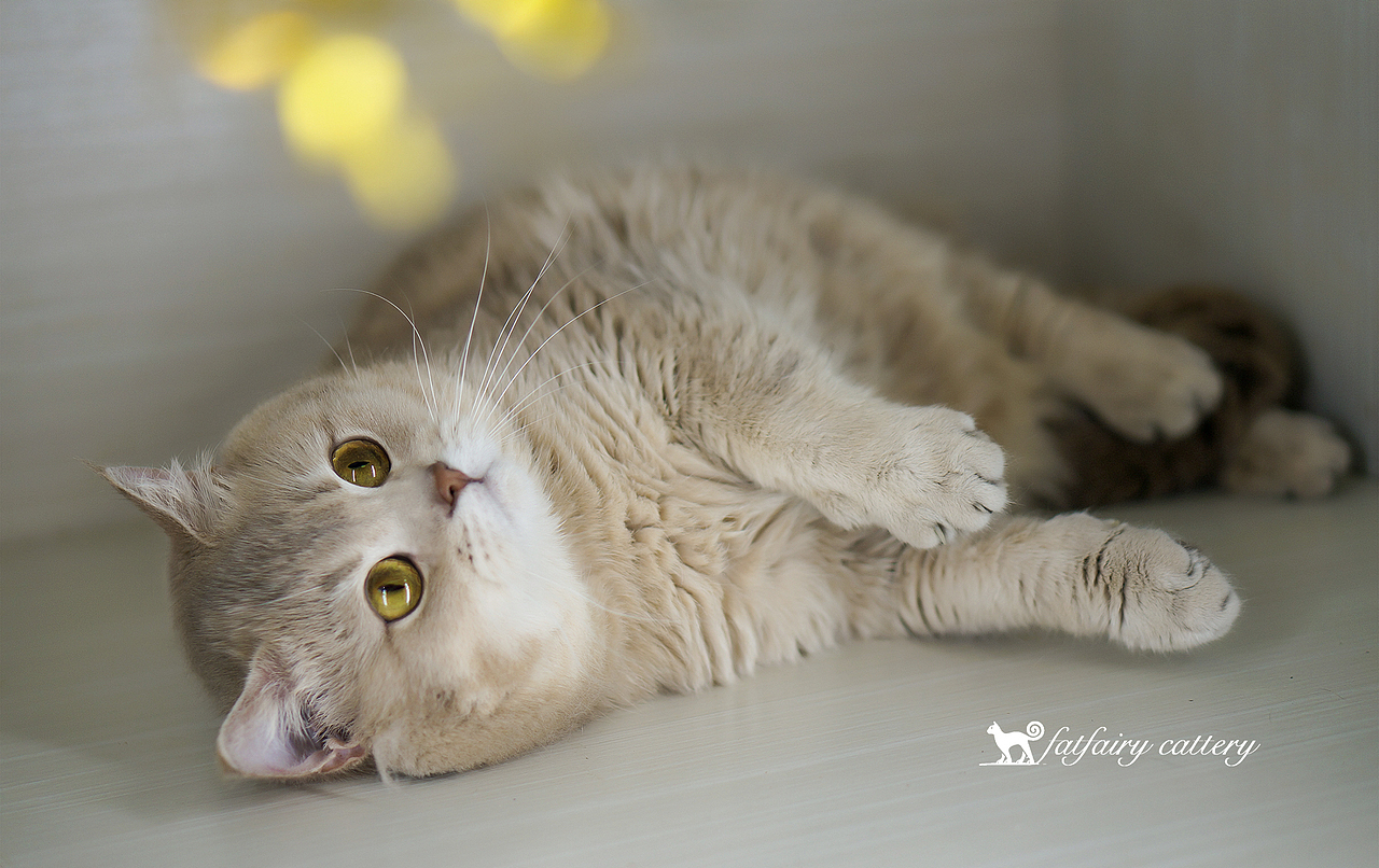 寵物貓/一些最近拍的 *【panda西原創(chuàng)作品4】（圖ZMTYzMjk4NzI4） - 寵物攝影 - 站酷設(shè)計(jì)師Panda西原創(chuàng)素材 - 站酷ZCOOL