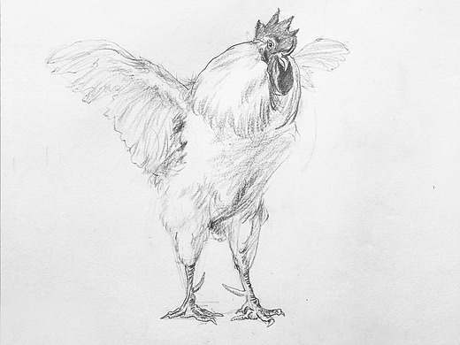中央美院毕业裴俊飞老师妈妈拉艺术学院速写动物公鸡