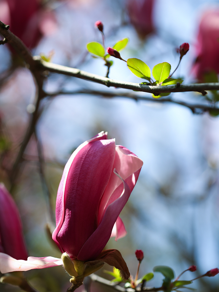 紫金庵里800年的玉兰树