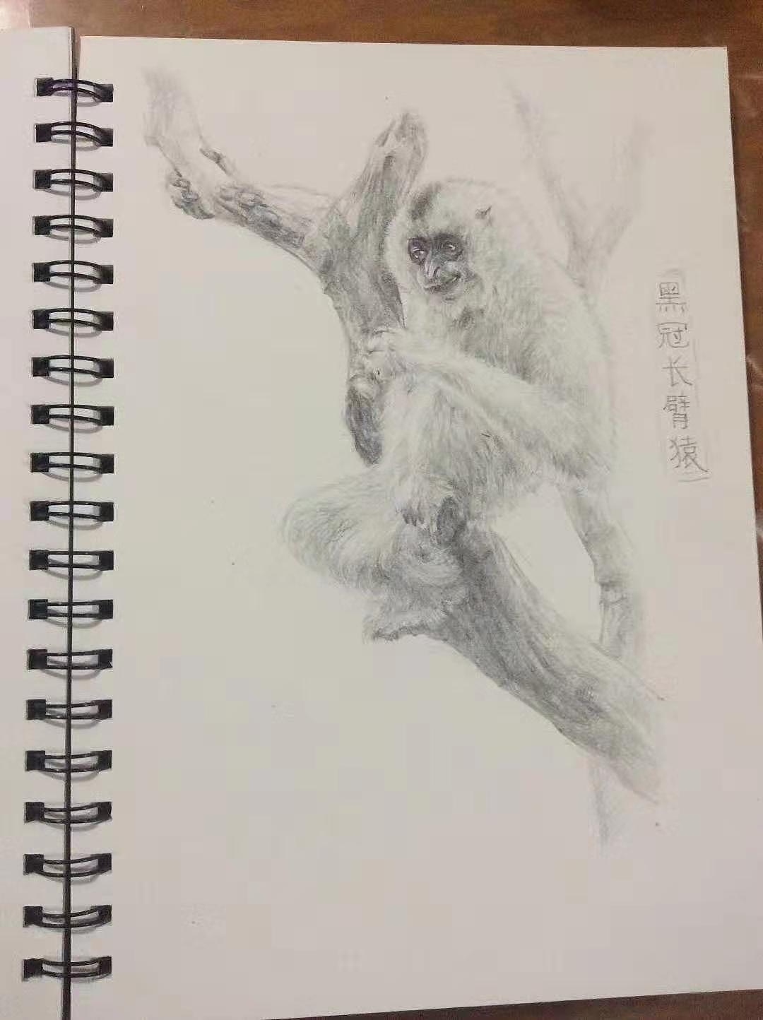 十大濒危或者已经灭绝的动物