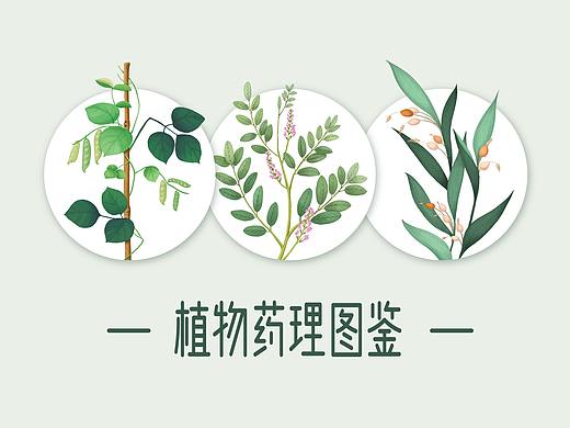 【商业插画】中草药