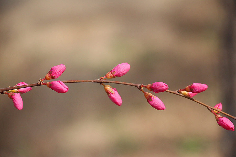 春*花