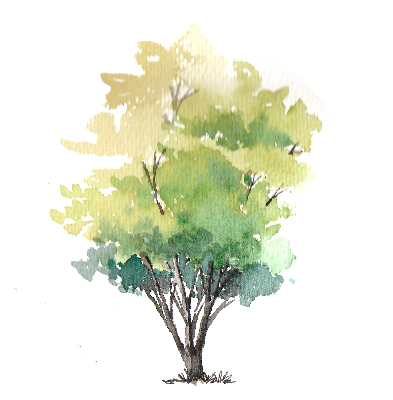 立面树园林绿化手绘平面树素材免费下载 - 觅知网