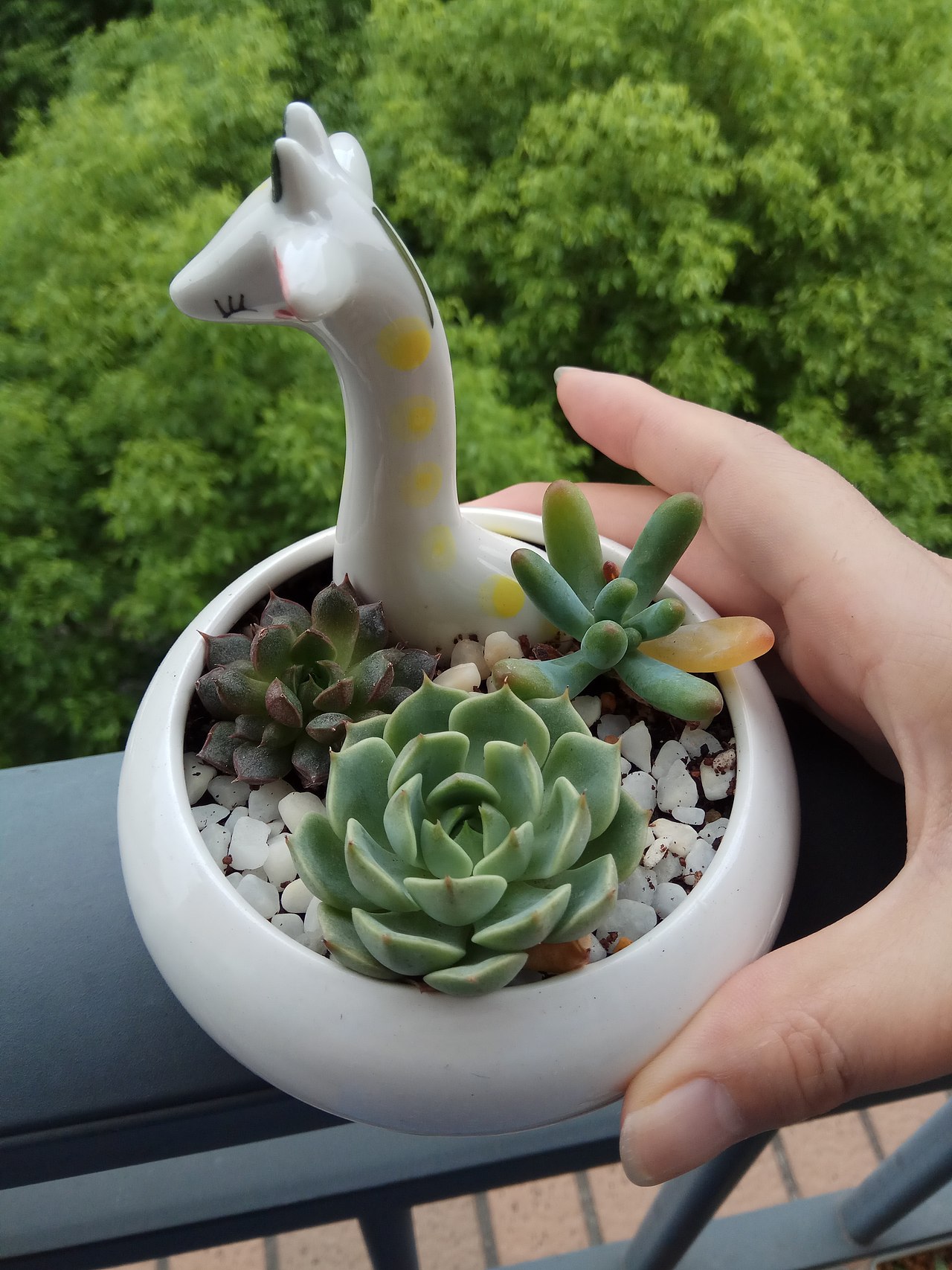 哈,看盆索肉咯!