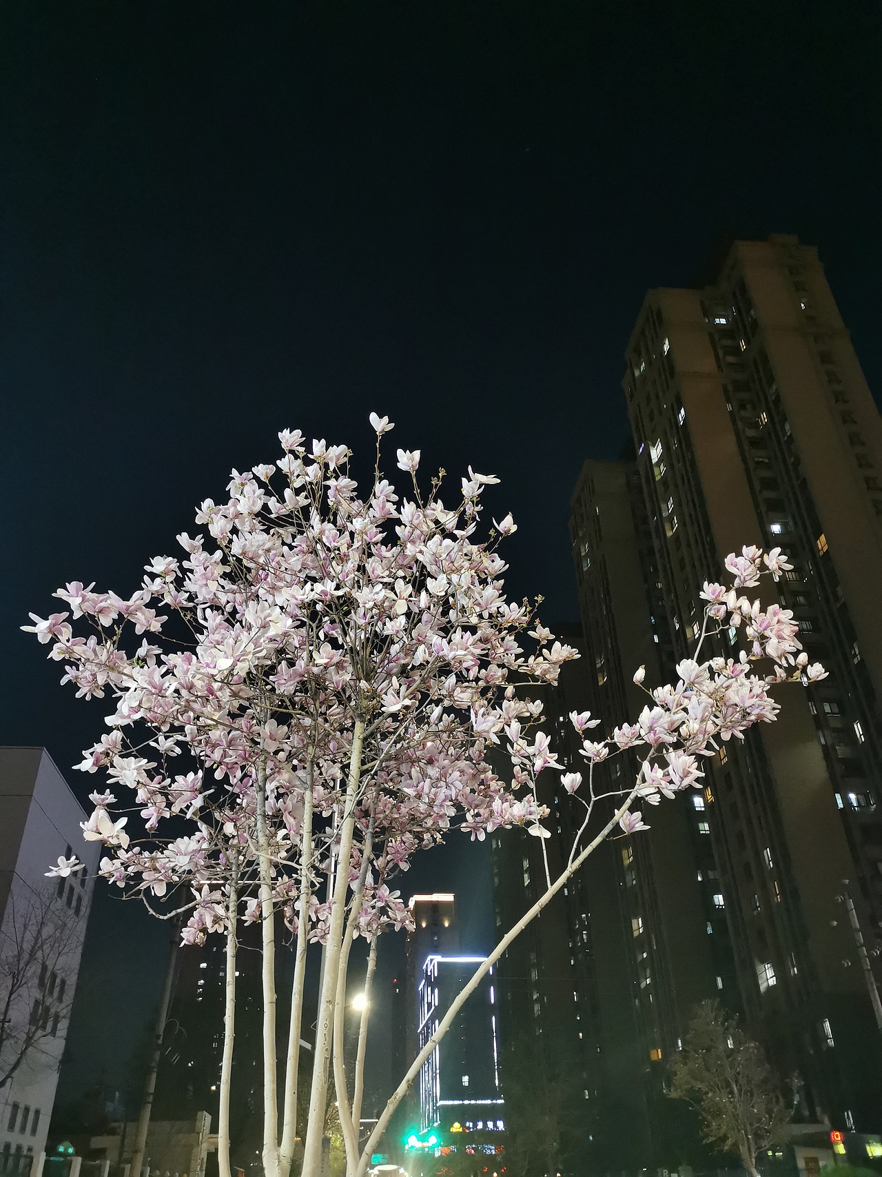 春暖花开/玉兰花/